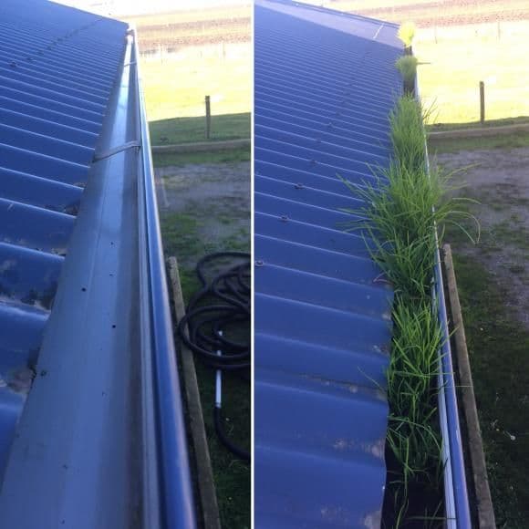 Project Prevent Gutter Gardens with Expert Care image